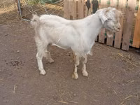 تيس, Saanen goat — الصورة 2