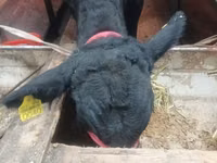 公牛, Aberdeen-Angus — 照片 8