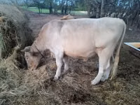 Ng'ombe dume, Charolais cattle — picha 2