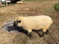 Dume la kondoo, Hampshire sheep — picha 5