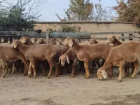 Kondoo jike, Arashan sheep — picha 2