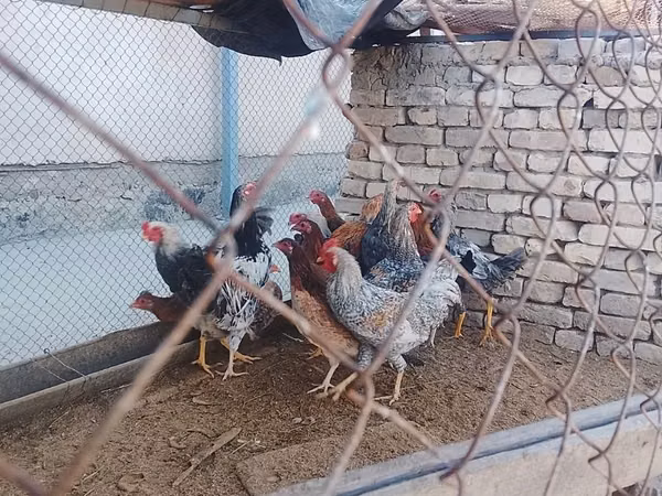 Куры