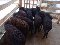 Oveja, Tajik sheep — foto 1