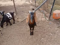 बकरा, Nubian Goat — फ़ोटो 2