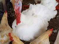 Turkeys — Foto 1
