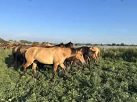 حصان, Bashkir horse — الصورة 1