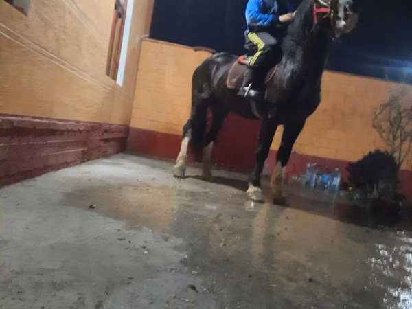 Caballo, Russian warmblood