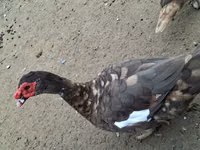 Ducks — picha 1