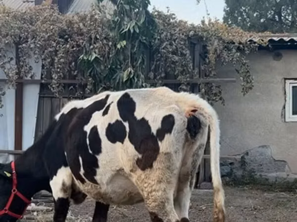 Cow, Russian Black pied cattle