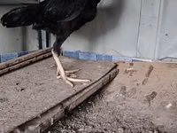 Chickens — photo 1