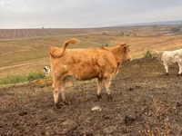 Kuh, Simmental cattle — Foto 2