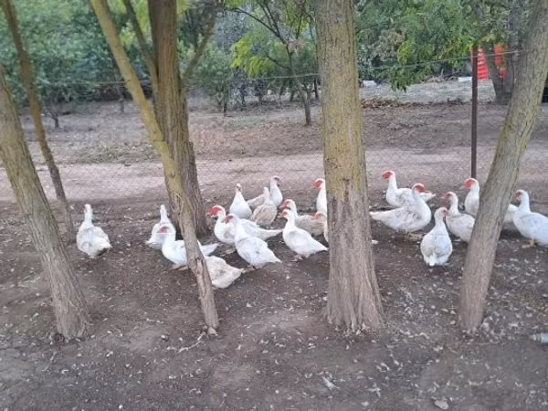 Ducks