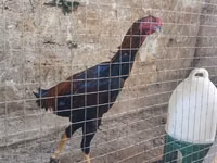 Chickens — फ़ोटो 7
