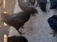 आयम सेमानी — फ़ोटो 3