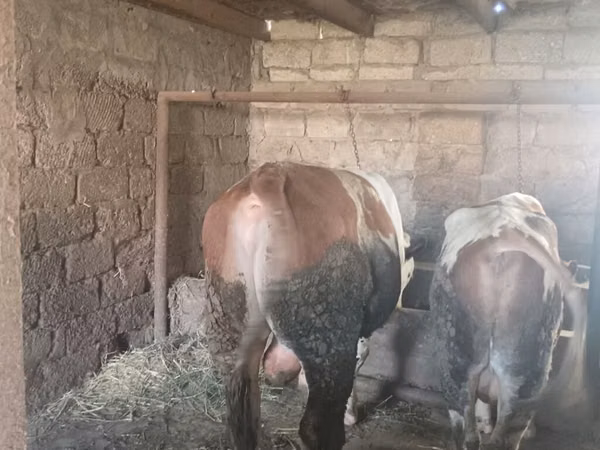 Bull, Simmental cattle
