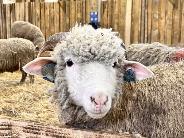 Oveja, Kuibyshev sheep