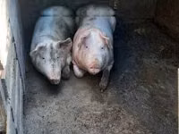 Säue, Schweine — Foto 4