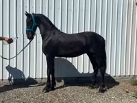 Caballo, Friesian — foto 3