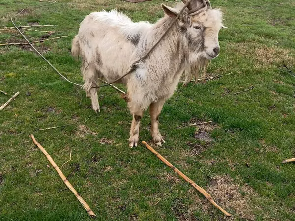 बकरा, बकरियाँ