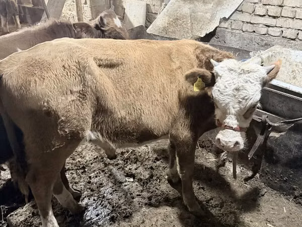 Ng'ombe dume, Simmental cattle