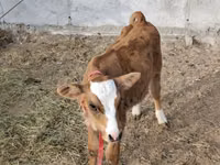 Ng'ombe dume, Simmental cattle — picha 3