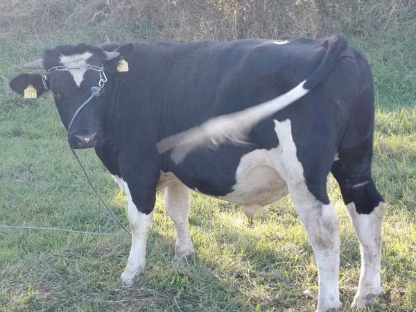 Ng'ombe dume, Russian Black pied cattle