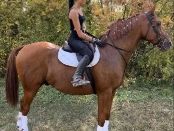 Caballo, Gidran