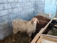 Kondoo jike, Beulah Speckled face sheep — picha 3
