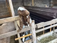 बकरा, Beetal goats — फ़ोटो 2