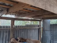 Widder, Rhon sheep — Foto 4