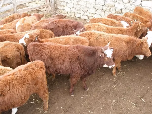 بقرة, سلالة كالميك