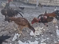 Chickens — फ़ोटो 3