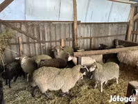 كبش, Merino sheep — الصورة 3