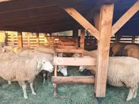 Ovejas (lote, sexo no especificado), Ovejas — foto 1
