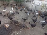 Slovenian Barred Hen — photo 3