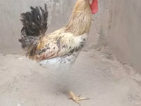 Chickens — picha 1