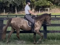 Stute, Rocky Mountain Horse — Foto 8