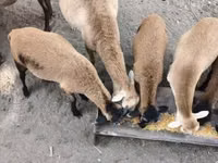كبش, Cameroon sheep — الصورة 1