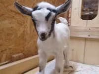 बकरी, Australian Miniature goats — फ़ोटो 2