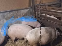 Pigs (batch, sex not specified) — photo 3