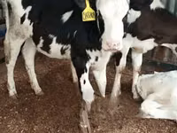 母牛, Holstein breed — 照片 2