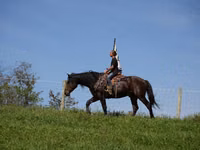 Hengst, Racking Horse — Foto 2