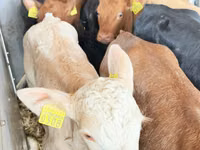 Rinder (Partie, Geschlecht nicht angegeben), Simmental cattle — Foto 7