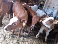 Bull, Simmental cattle — photo 2