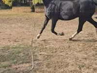 Caballo, Dutch warmblood horse — foto 4