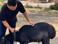 Dume la kondoo, Arashan sheep — picha 1