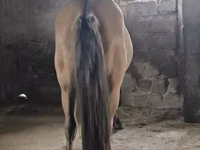 Farasi dume, Mugalzhar horse — picha 4