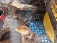 Chickens — picha 8