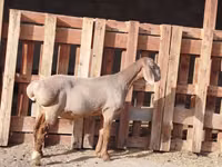 公羊, Rhon sheep — 照片 2