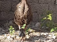 Gallina eslovena plateada — foto 3